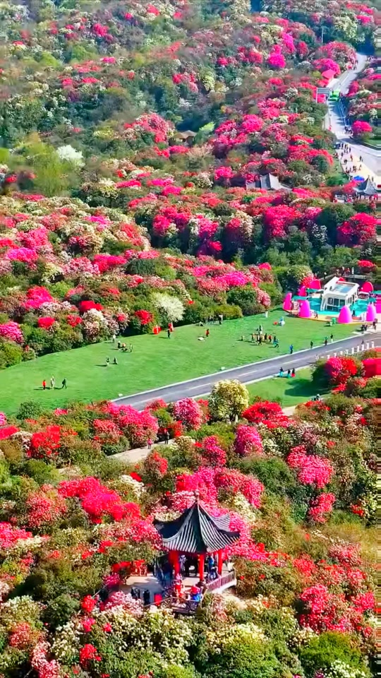 井冈山杜鹃花2024年什么时候 - 抖音