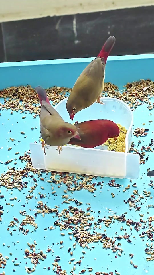 黑头奇鹛幼鸟几月份有 - 抖音