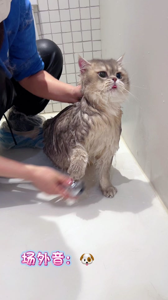 抖音猪毛毛=抖音女网红毛毛