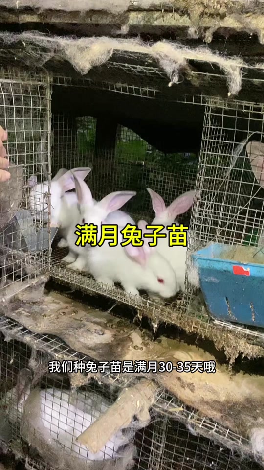 兔苗批发10元一只
