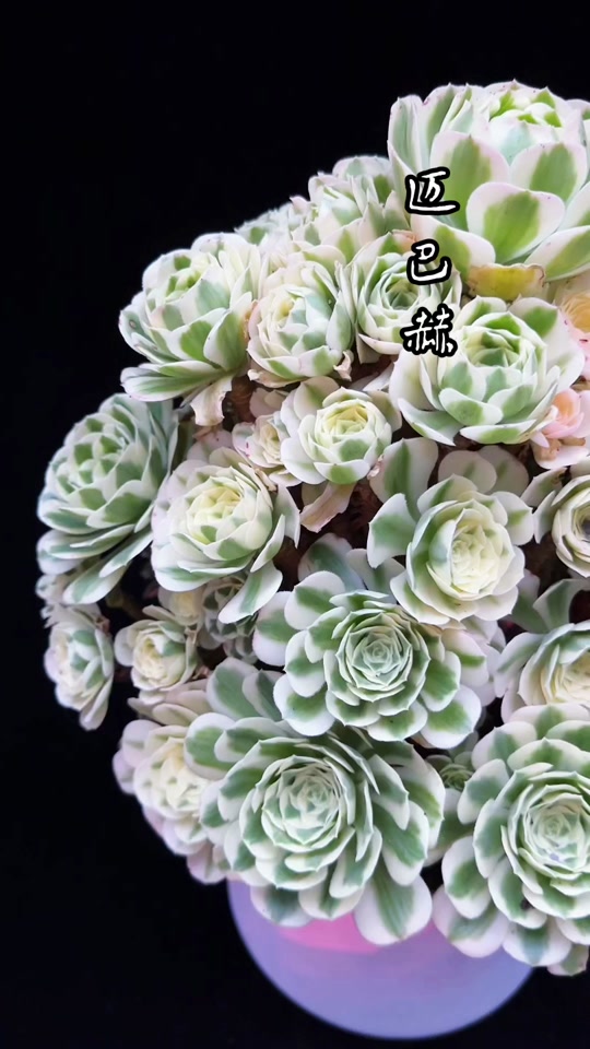 多肉植物。辛尼亚法師錦 辛尼亚法师与迈巴赫法师有啥不同- 抖音