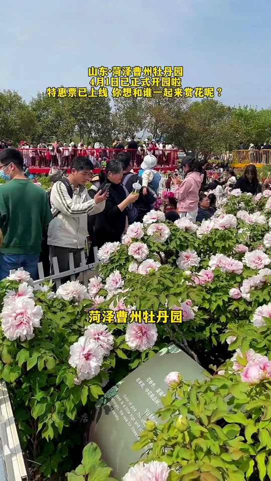 菏泽曹州牡丹园游玩攻略也没有摩天轮 - 抖音