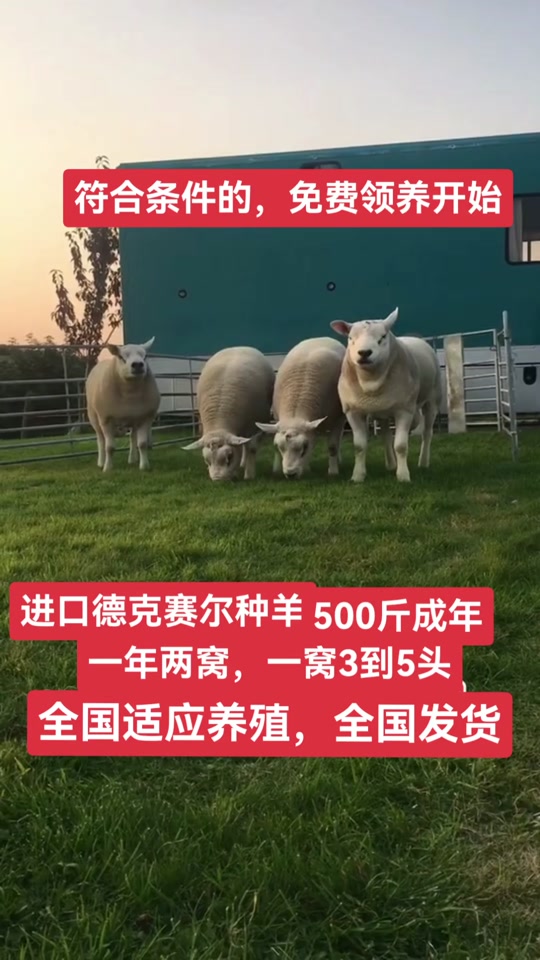 嘉奔孵化养殖基地:德克赛尔种羊#夏洛莱种羊