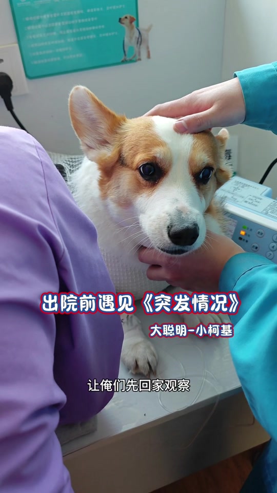 柯基鼻青脸肿看望主人