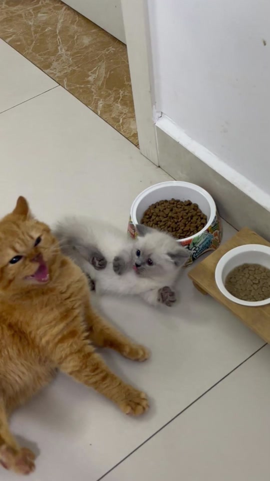 川的猫家的猫怎么了_德川家猫是什么_德川家的猫 - 抖音