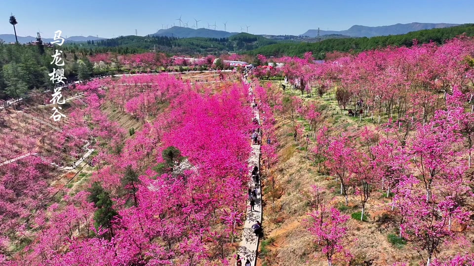 2024年曲靖马龙县樱花节举办时间 - 抖音