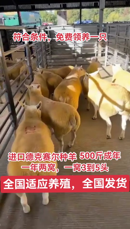 嘉奔孵化养殖基地:德克赛尔种羊#夏洛莱种羊