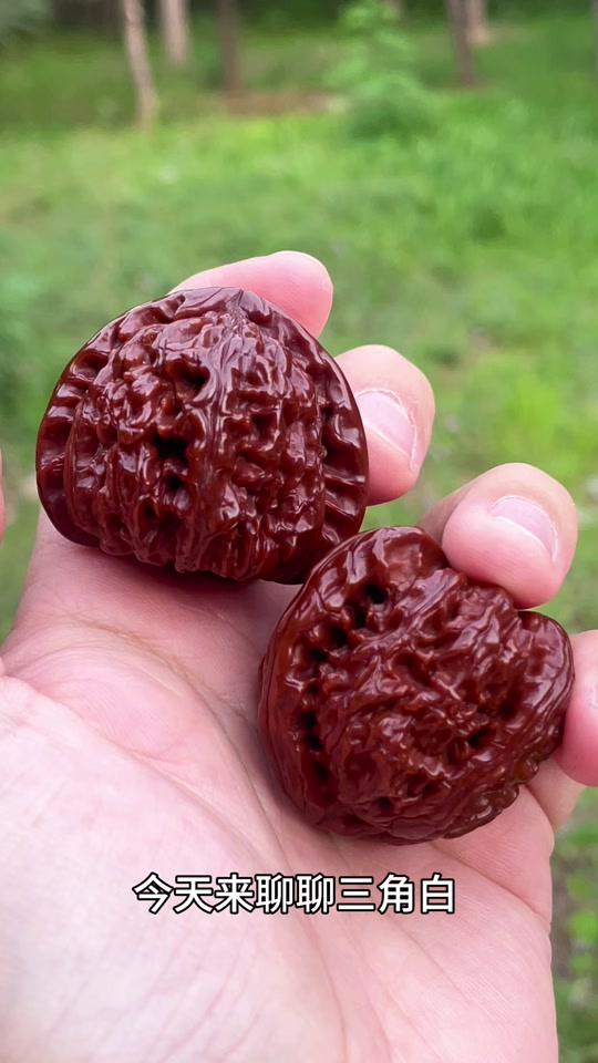 三角白和白狮子核桃的区别- 抖音