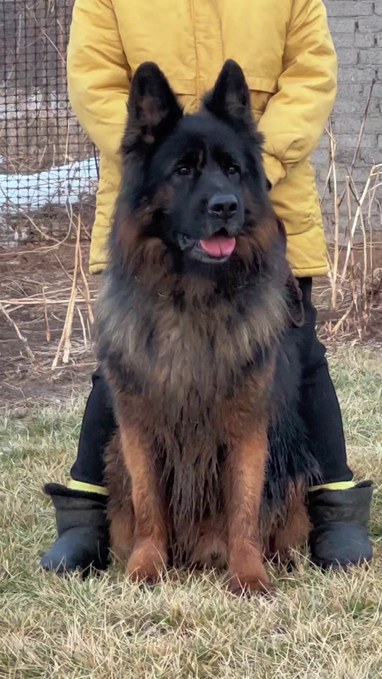 河北顺平德牧辉煌犬业:西米血大长毛种公(黑虎)青壮年两岁多,大毛量大
