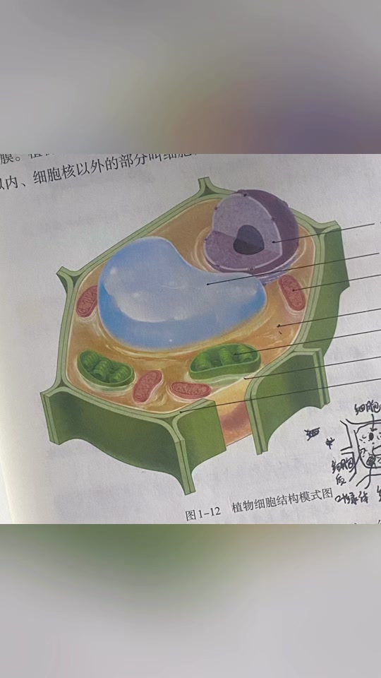 动物细胞思维导图