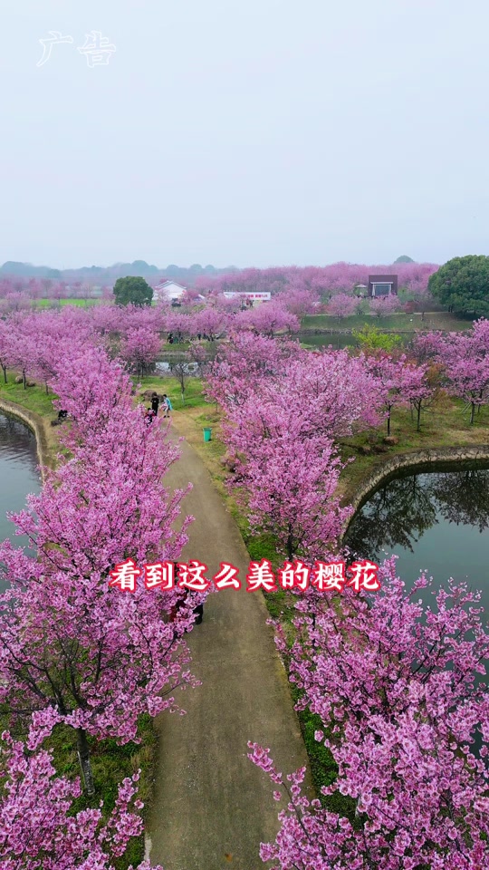 兰溪樱花园