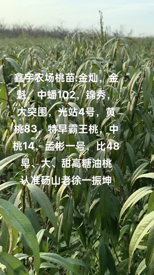 富硒新华,超月,夏至蜜梨,苏翠一号梨:新品种桃苗 鑫宇农场 砀山老徐