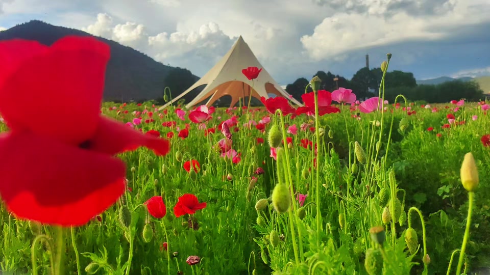 香格里拉格桑花