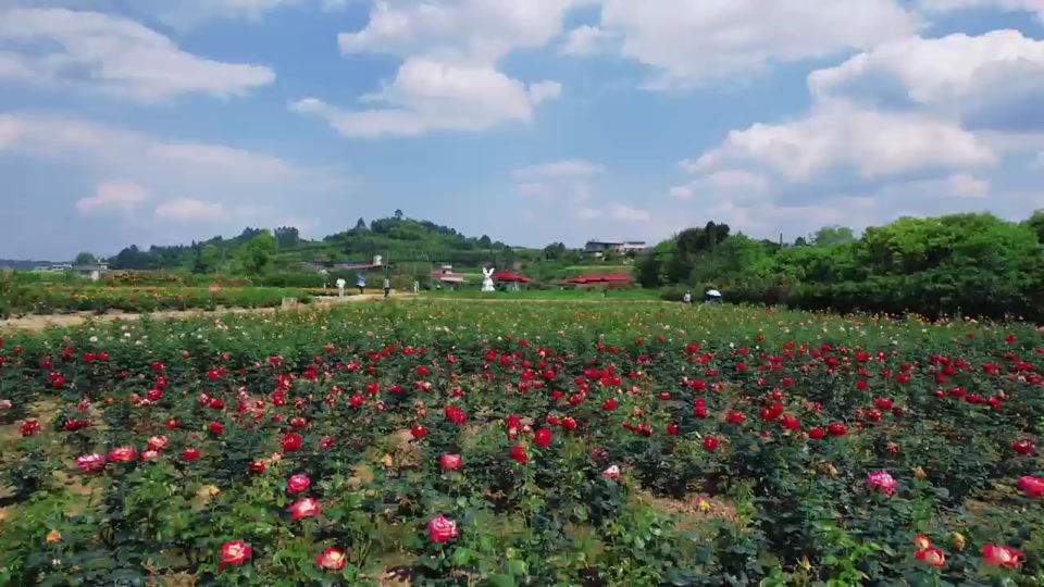 牟子镇雷沟村玫瑰庄园的200亩玫瑰花盛开啦,赶快带上家人朋友,到这里