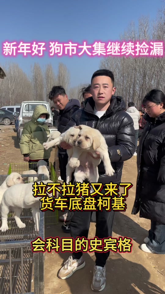 燕郊京丰狗市2024开市时间 - 抖音