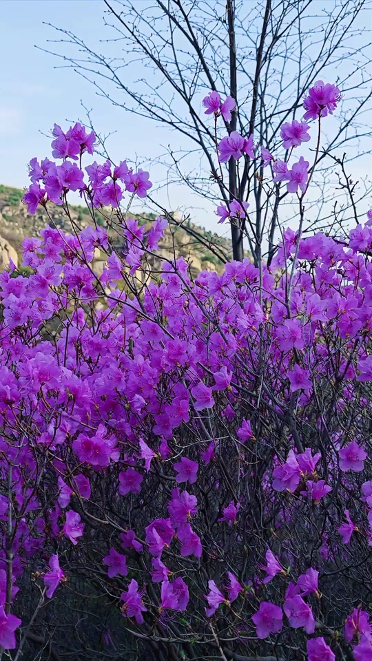 涞源石窝长城杜鹃花