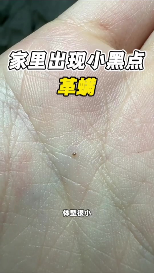 黑色圆形硬壳小黑虫