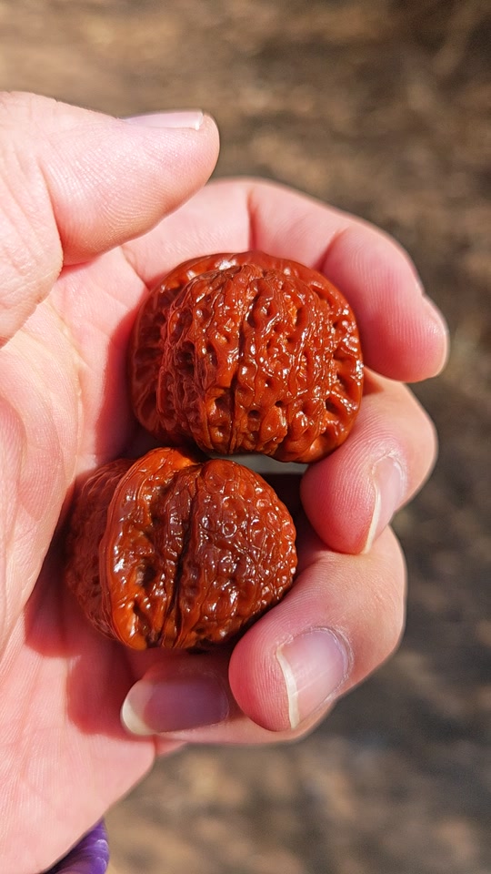 文玩核桃血麒麟和玉麒麟的区别 - 抖音