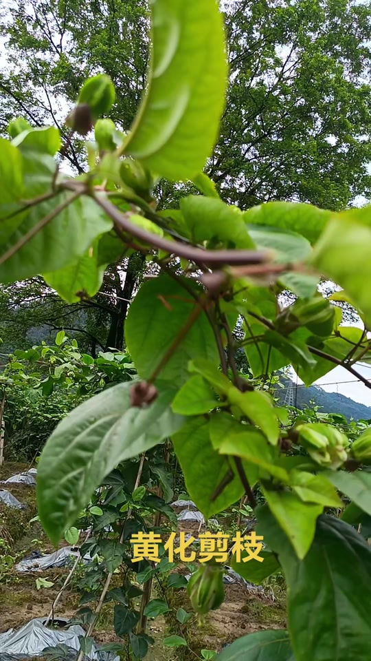 百香果黄叶病最佳治疗方法