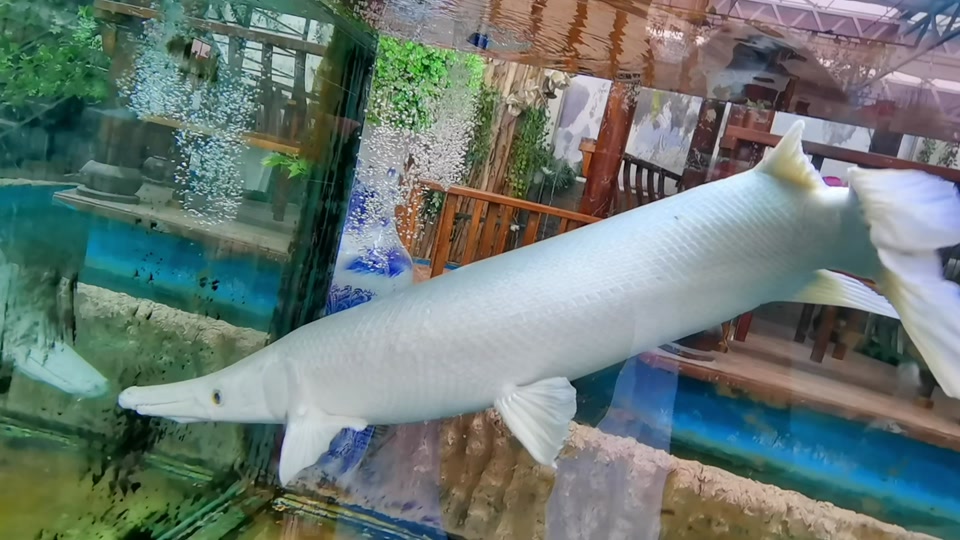 何田玉:好大一只白色鳄雀鳝 #鱼🐠