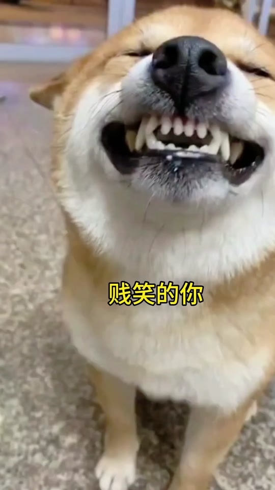 狗子嘿嘿嘿露牙笑的表情包