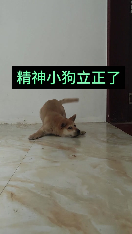 立正到狗表情包