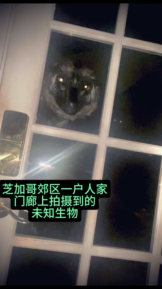 芝加哥窗外拍到的不明生物