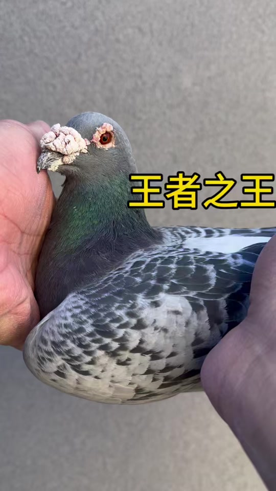 抖音赛鸽=抖音网红鸽子