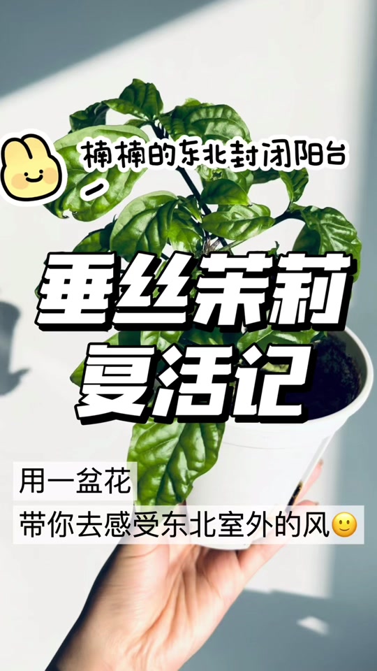 东北茉莉跟杨柳青是怎么回事 - 抖音