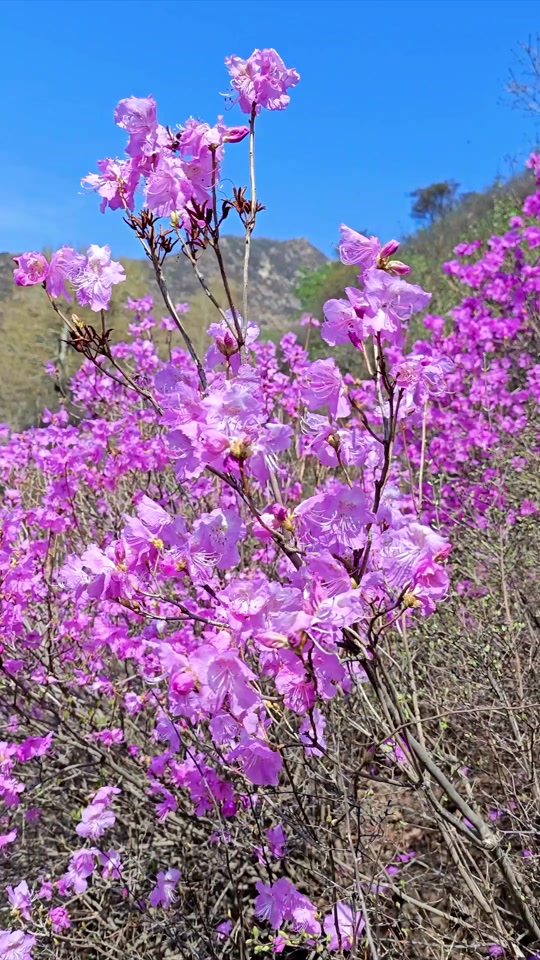 涞源石窝长城杜鹃花