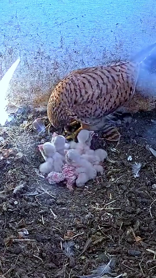 红隼喂食幼鸟