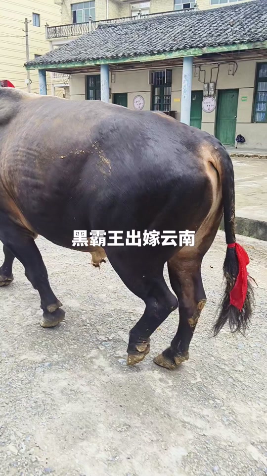 黑霸王牛王大战少林寺牛王