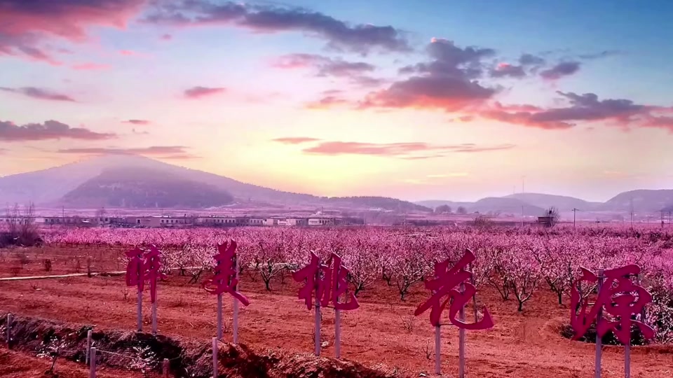 2024年肥城桃花有什么节目 - 抖音