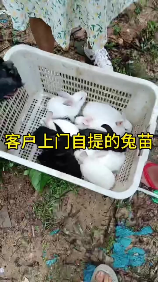 兔苗批发10元一只