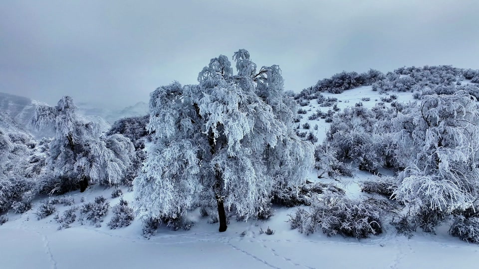 琼枝玉树像什么