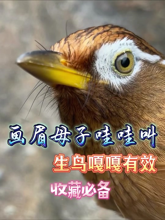 原毛母画眉催公叫最快的方法 - 抖音