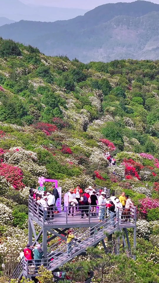 曲靖东山杜鹃花最佳时间 - 抖音