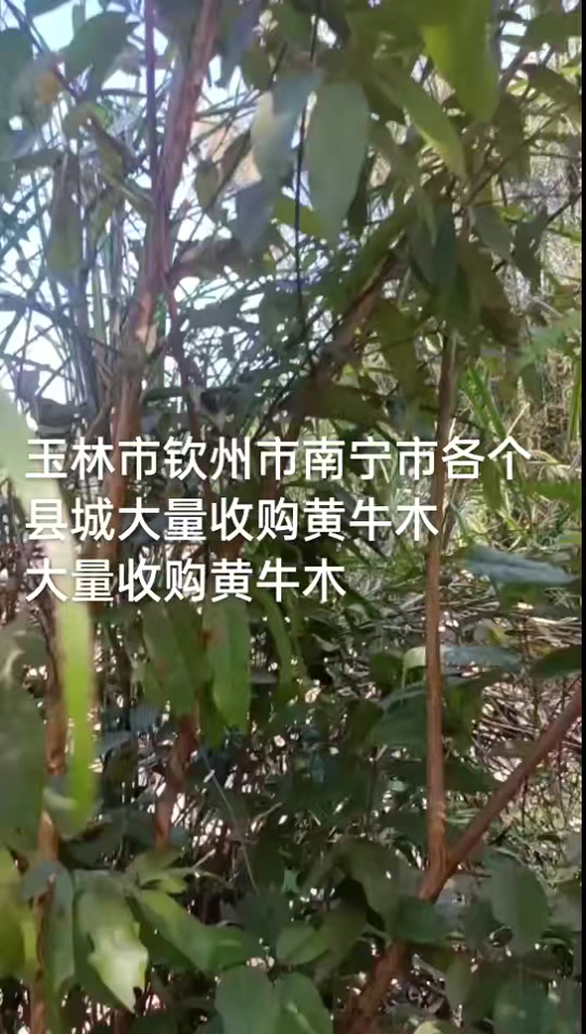 黄牛木寄生功效 - 抖音