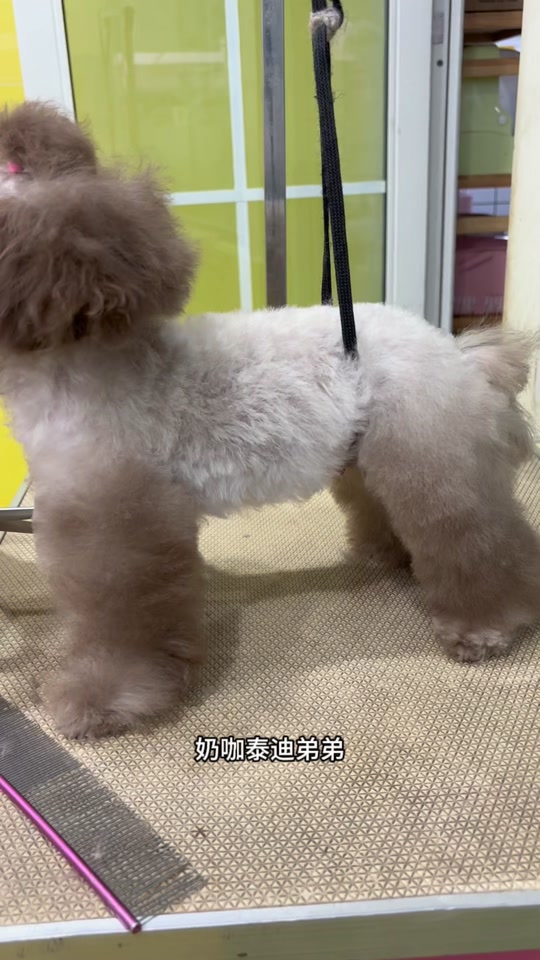 奶茶色泰迪