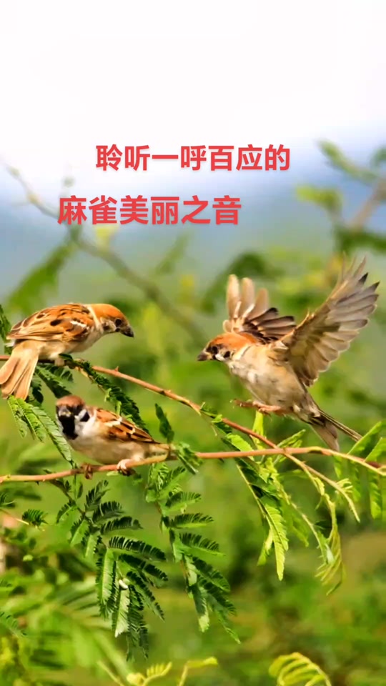 最有效的吸引麻雀的叫声_最有效的吸引麻雀的叫声mp3_最有效的吸引