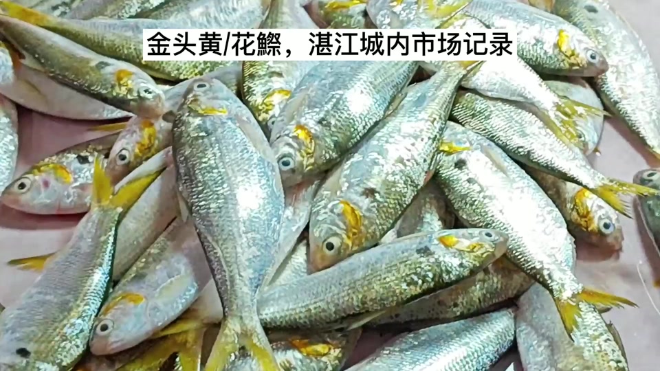广东黄鱼