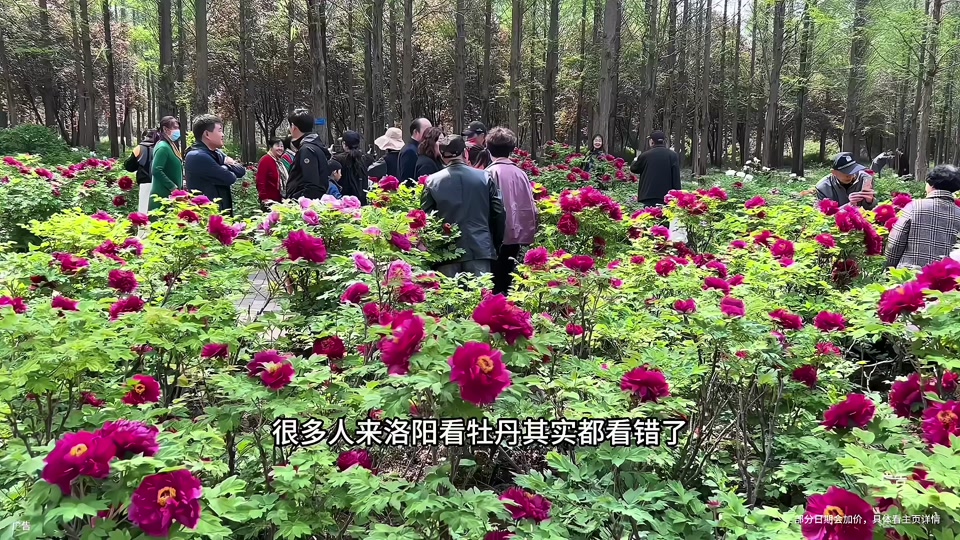赵城牡丹园2024年什么时候开园 - 抖音