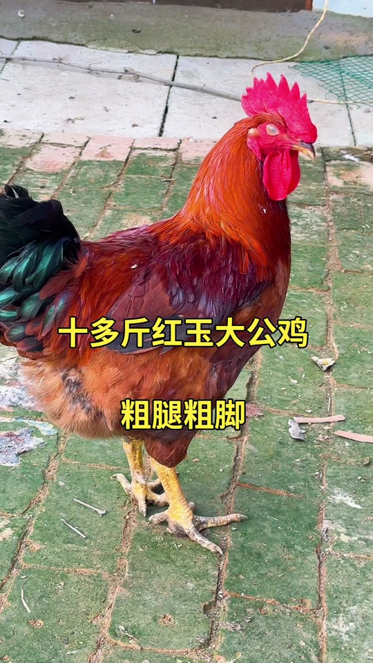 红玉大公鸡