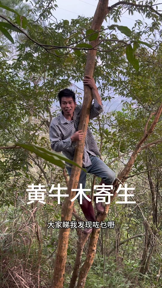 黄牛木寄生功效 - 抖音