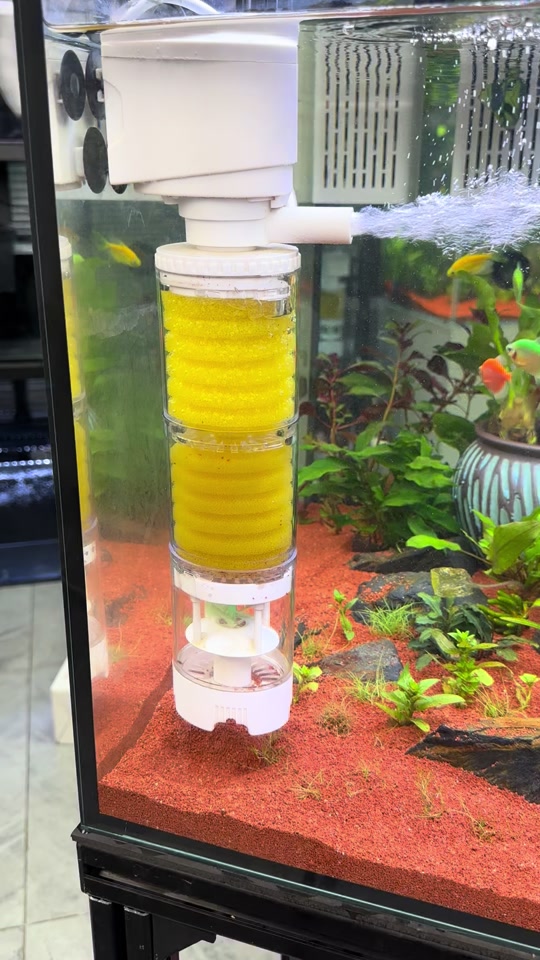 透明马桶水箱养鱼