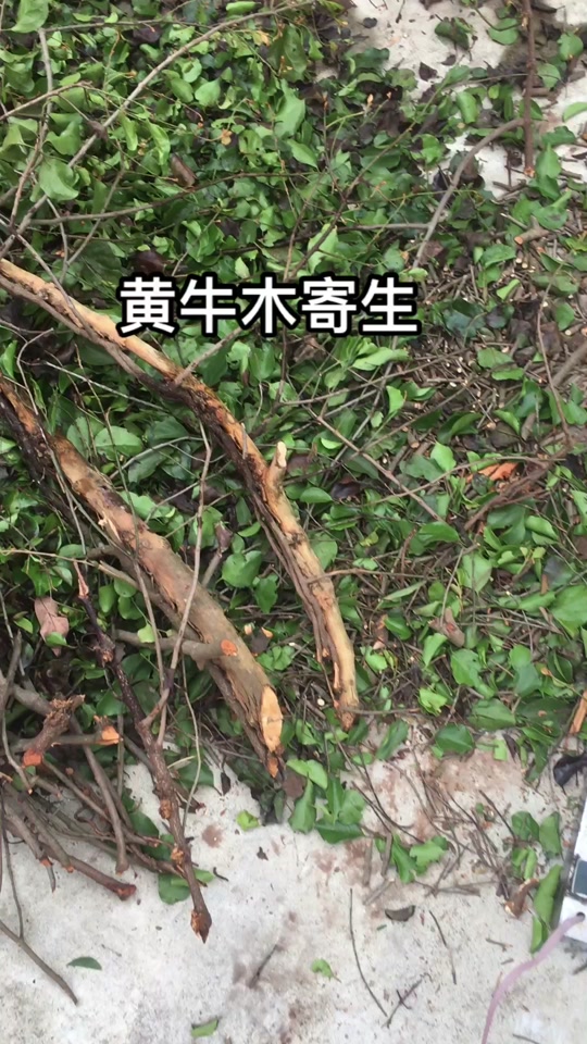 黄牛木寄生功效 - 抖音