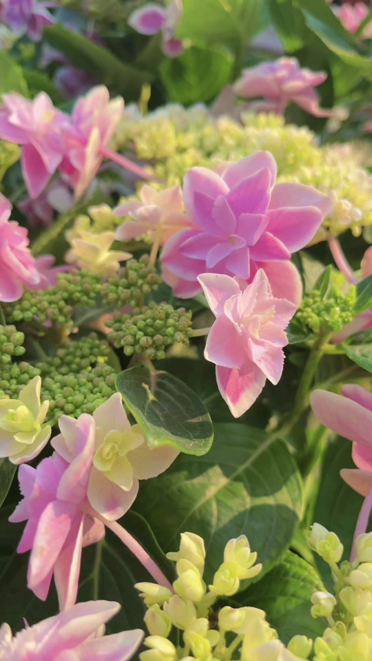 洛洛花卉个体店:新品上市啦,星星糖,绣球#绣球花 #爱生活爱养花 #花卉