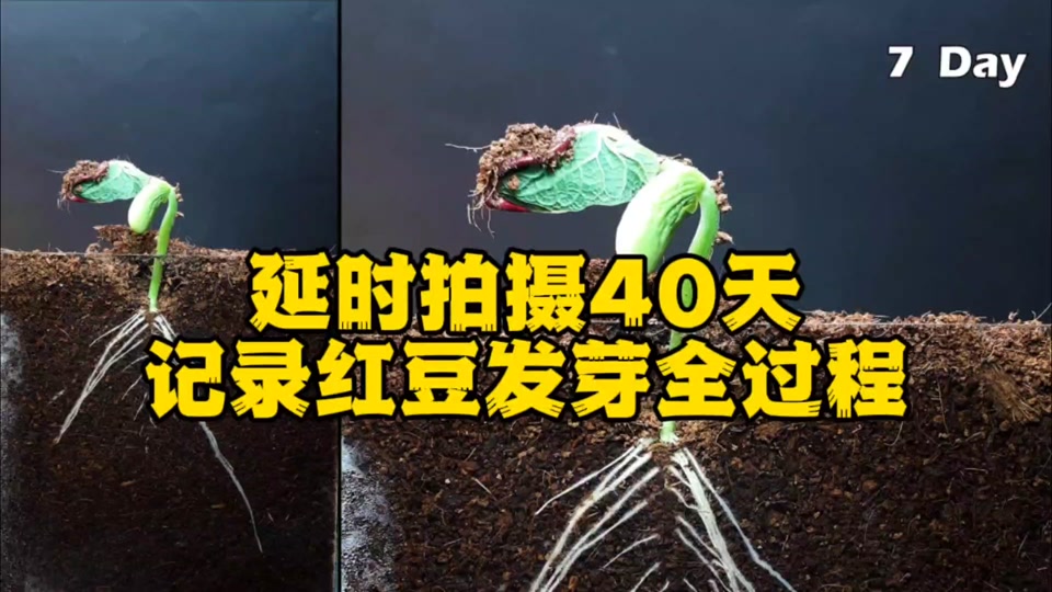 红豆水培发芽过程的观察日记