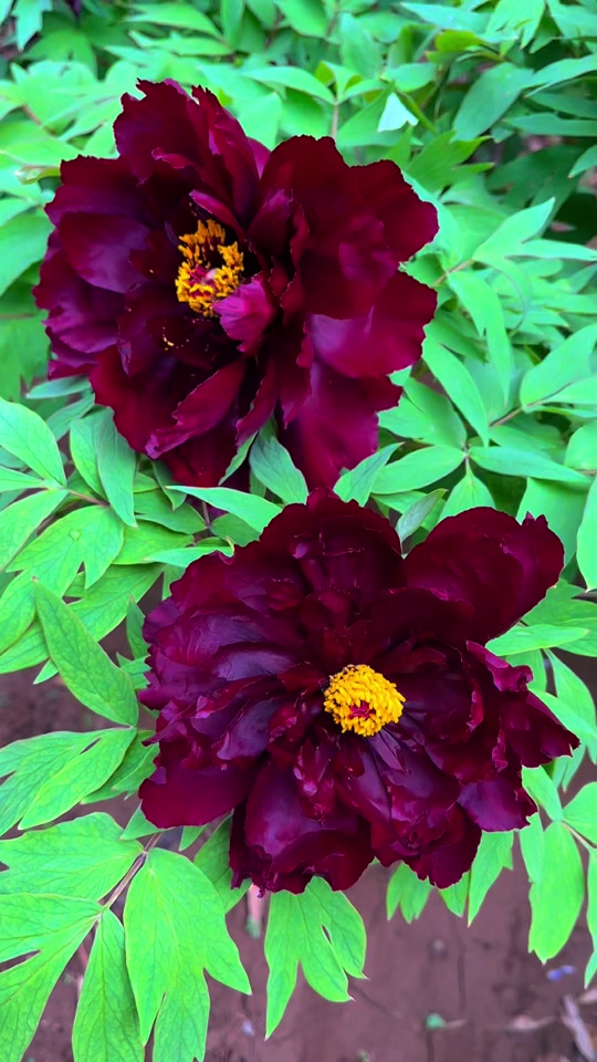 山东菏泽黑牡丹长啥样 - 抖音