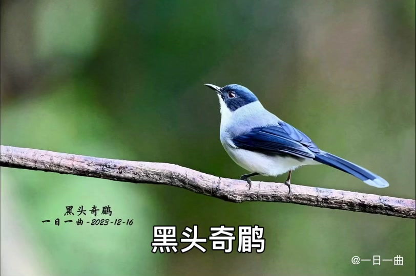 黑头奇鹛幼鸟几月份有 - 抖音